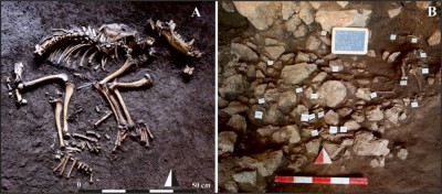 Figure 5. Almost complete skeletons of Pleistocene wolf (A) and chamois (B).
